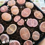 Lithops full-window karasmontana ssp. karasmontana v. lericheana (1000+ pcs)