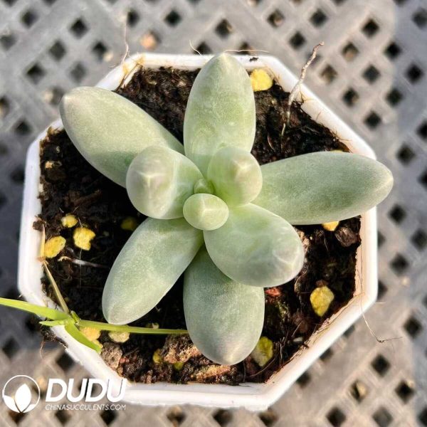 Pachyphytum Milk Skin Ula - Image 1