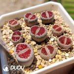 Lithops karasmontana ssp. karasmontana v. karasmontana 
'Top Red'(1000+ pcs)
