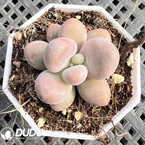 e201-83.jpg Graptopetalum Honey Dolly - Image 1