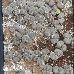 Lithops lesliei ssp. lesliei v. venteri C1 (1000+ pcs)
