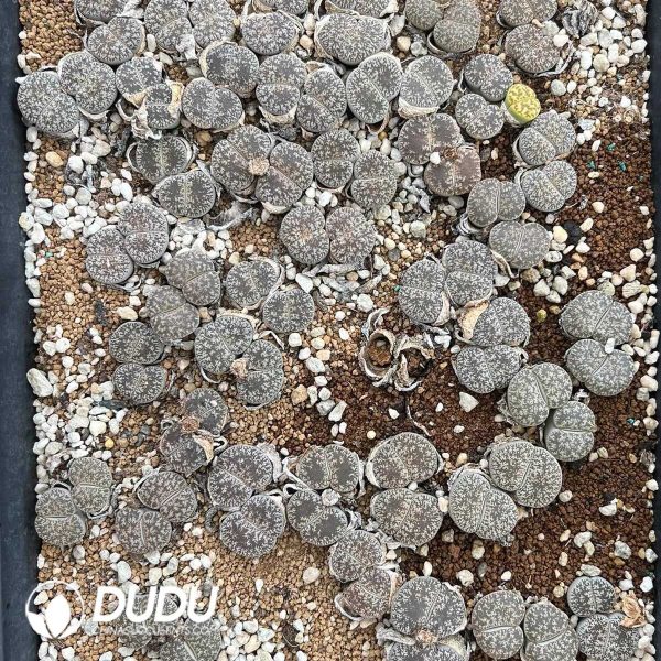 Lithops lesliei ssp. lesliei v. venteri C1 (1000+ pcs) - Image 1