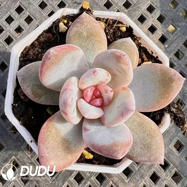 Echeveria Heart Angel - Image 1