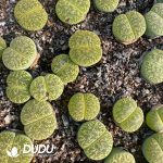 Lithops lesliei v. venteri 'ventergreen'
Cultivar C1A(1000+ pcs)