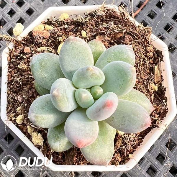 Pachyphytum Star Moon Bodhi - Image 1