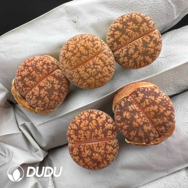 Lithops lesliei ssp. lesliei v. hornii 'Greenhorn' C15 (1000+ pcs) - Image 1