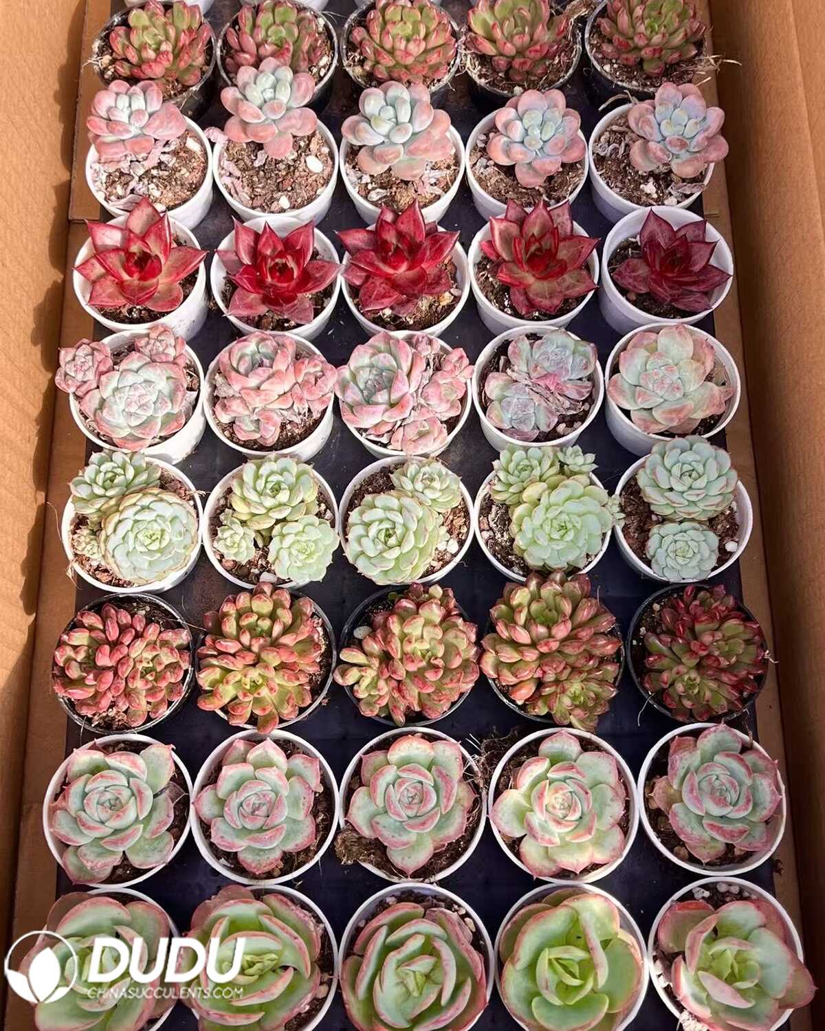 e201-86.jpg Blind Box Of Echeveria Set - Image 1