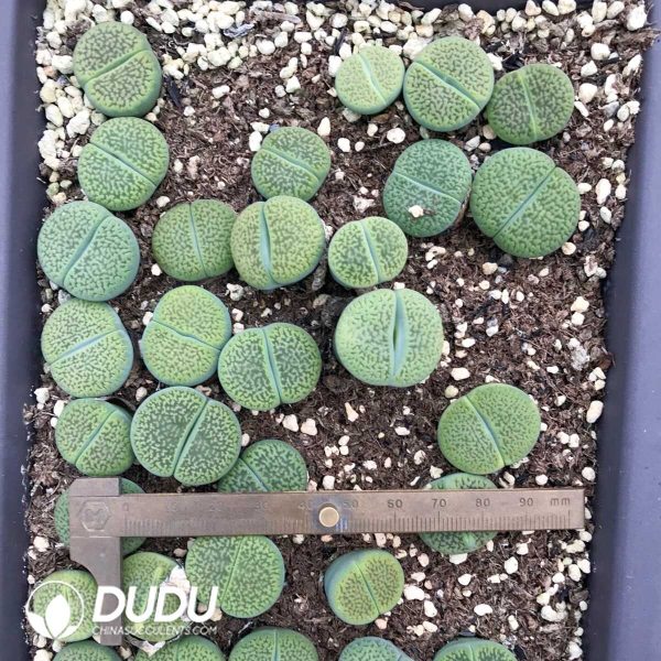 Lithops lesliei ssp. lesliei v. hornii 'Greenhorn'C15A (500+ pcs) - Image 1