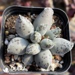 Adromischus Cooperi v. Festivus