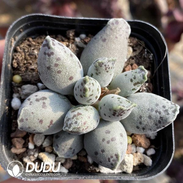 Adromischus Cooperi v. Festivus - Image 1