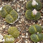 Lithops lesliei ssp. lesliei v. lesliei 'Albinica'C36A (1000+ pcs)