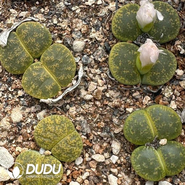 Lithops lesliei ssp. lesliei v. lesliei 'Albinica'C36A (1000+ pcs) - Image 1