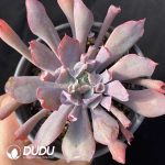 Echeveria Trumpet Pinky/ Magic Flute