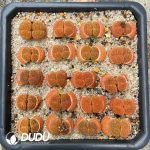 Lithops lesliei ssp. lesliei v. mariae C141 (1000+ pcs)