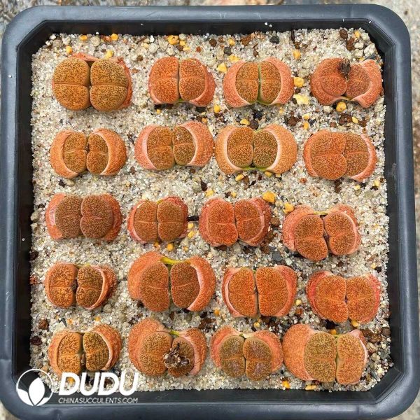 Lithops lesliei ssp. lesliei v. mariae C141 (1000+ pcs) - Image 1
