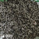 1000Pcs Aloe polyphylla Seeds