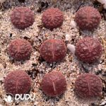 Lithops R??desheim Ruby ??1000+ pcs??