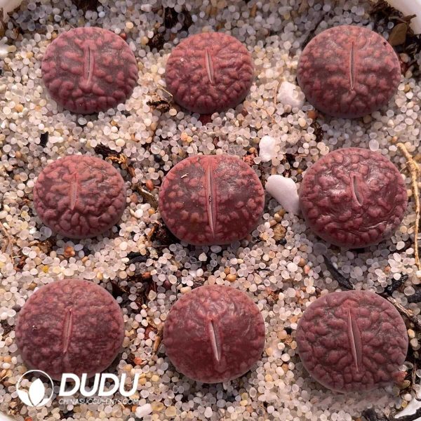 Lithops R??desheim Ruby ??1000+ pcs?? - Image 1