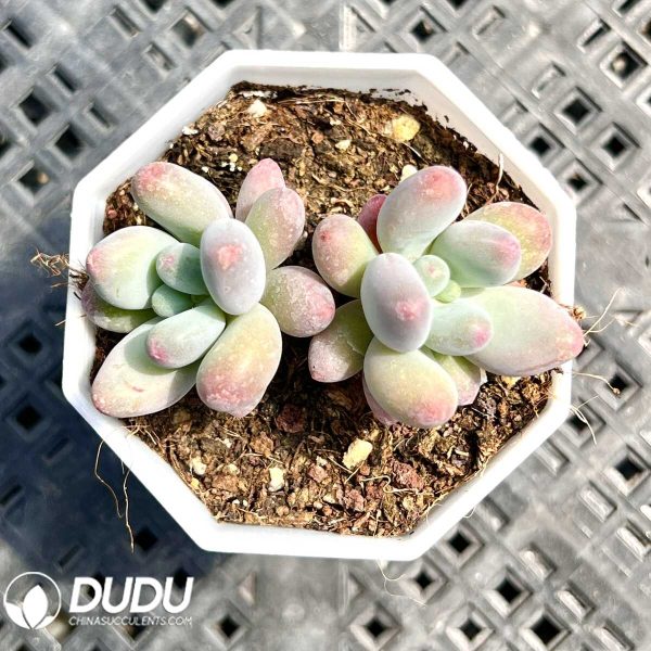 Pachyphytum Apple Milk Double Head - Image 1