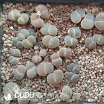 Lithops full-window lesliei ssp. lesliei v. venteri C153 (1000+ pcs)