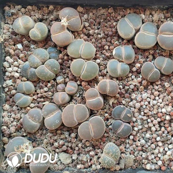 Lithops full-window lesliei ssp. lesliei v. venteri C153 (1000+ pcs) - Image 1