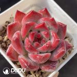 Echeveria Diamond Corolla