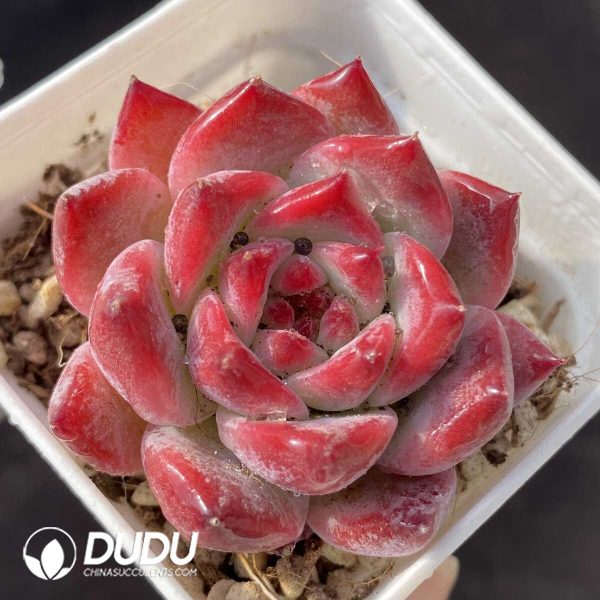 e201-90.jpg Echeveria Diamond Corolla - Image 1