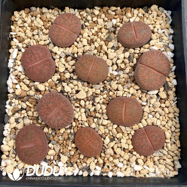 Lithops L. lesliei ssp. lesliei v. rubrobrunnea C204 (500+ pcs) - Image 1