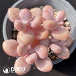 Graptopetalum amethystinum Clustering(Four Heads)