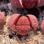 Lithops lesliei ssp. lesliei v. lesliei 'Fred??s Redhead' (400+ pcs)