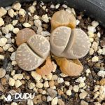 Lithops Undausensis Cocoon Shape (1000+ pcs)