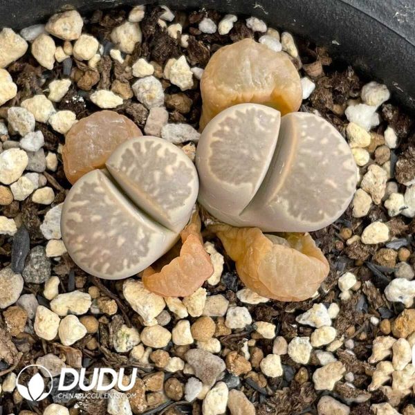 Lithops Undausensis Cocoon Shape (1000+ pcs) - Image 1