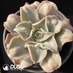 Echeveria Madiba With Tumors