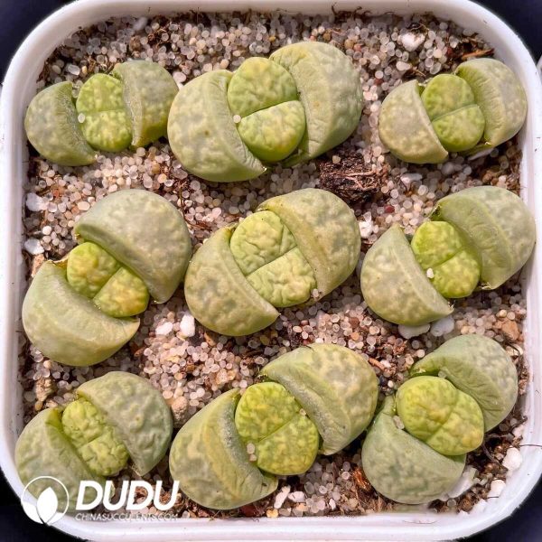 Lithops marmorata v. marmorata Polepsky Smaragd (1000+ pcs) - Image 1