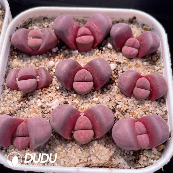 Lithops meyeri 'Hammeruby' C272A (500+ pcs) - Image 1