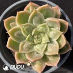 Echeveria Doctor Strange