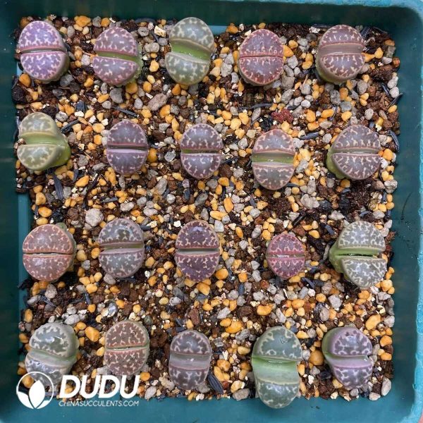 Lithops Naureeniae C304 (1000+ pcs) - Image 1