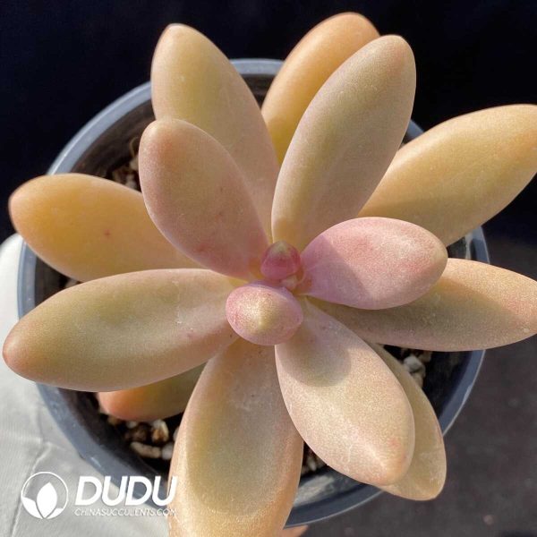 Pachyphytum Candy Beauty - Image 1