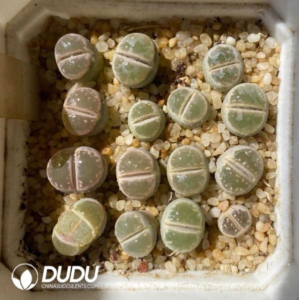 Lithops Olivacea C55 (1000+ pcs) - Image 1