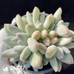 Pachyphytum Beauty Liv Clustering