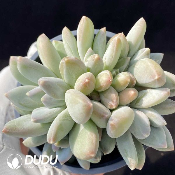 Pachyphytum Beauty Liv Clustering - Image 1