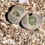 Lithops Olivacea C109 (1000+ pcs)