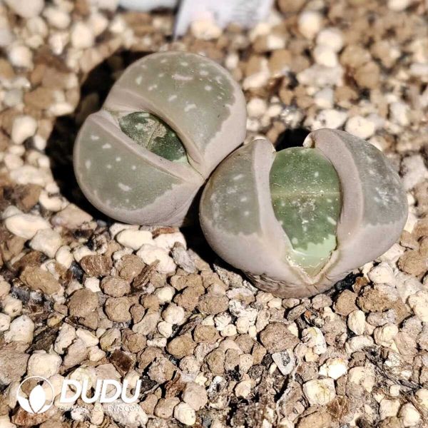 Lithops Olivacea C109 (1000+ pcs) - Image 1