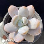Pachyphytum Snow Beauty