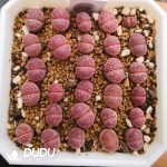 Lithops olivacea v. nebrownii Red Olive (500+ pcs)