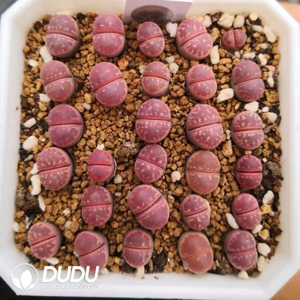 Lithops olivacea v. nebrownii Red Olive (500+ pcs) - Image 1