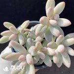 Pachyphytum Brandy Beauty Clustering