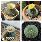 500Pcs Astrophytum Asterias Seeds - Image 2