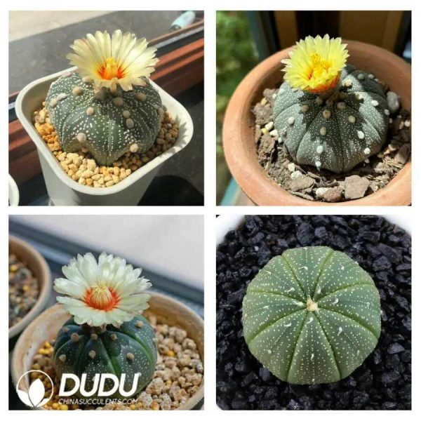 500Pcs Astrophytum Asterias Seeds - Image 2