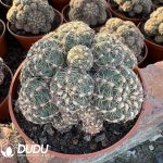 (Grafted)Gymnocalycium baldianum - Image 2